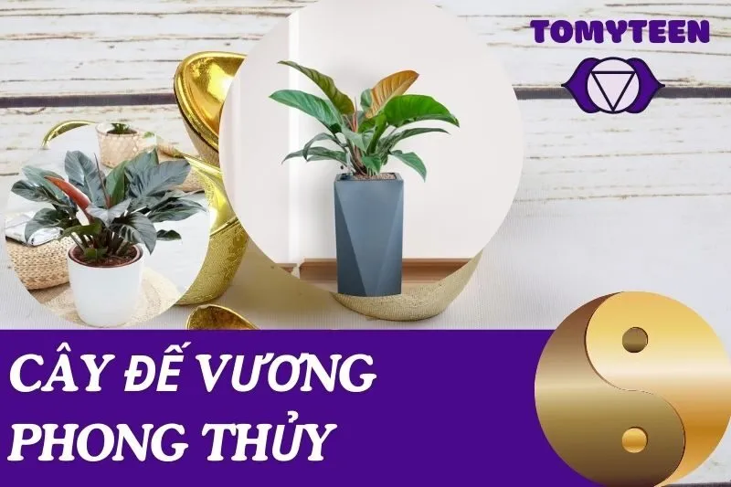 Ý nghĩa và cách chăm sóc cây Đế Vương phong thủy trong nhà