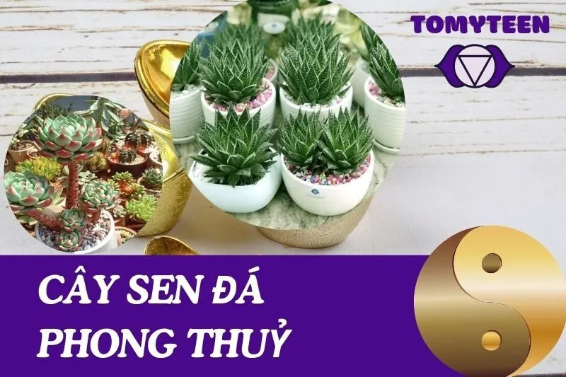 Ý Nghĩa Và Cách Chọn Cây Sen Đá Phong Thuỷ Hợp Mệnh
