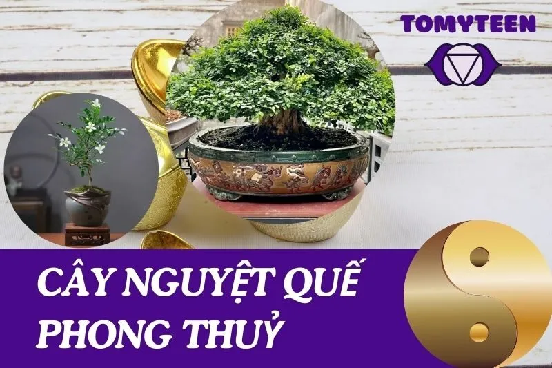 Ý nghĩa và lợi ích của cây nguyệt quế phong thuỷ trong cuộc sống